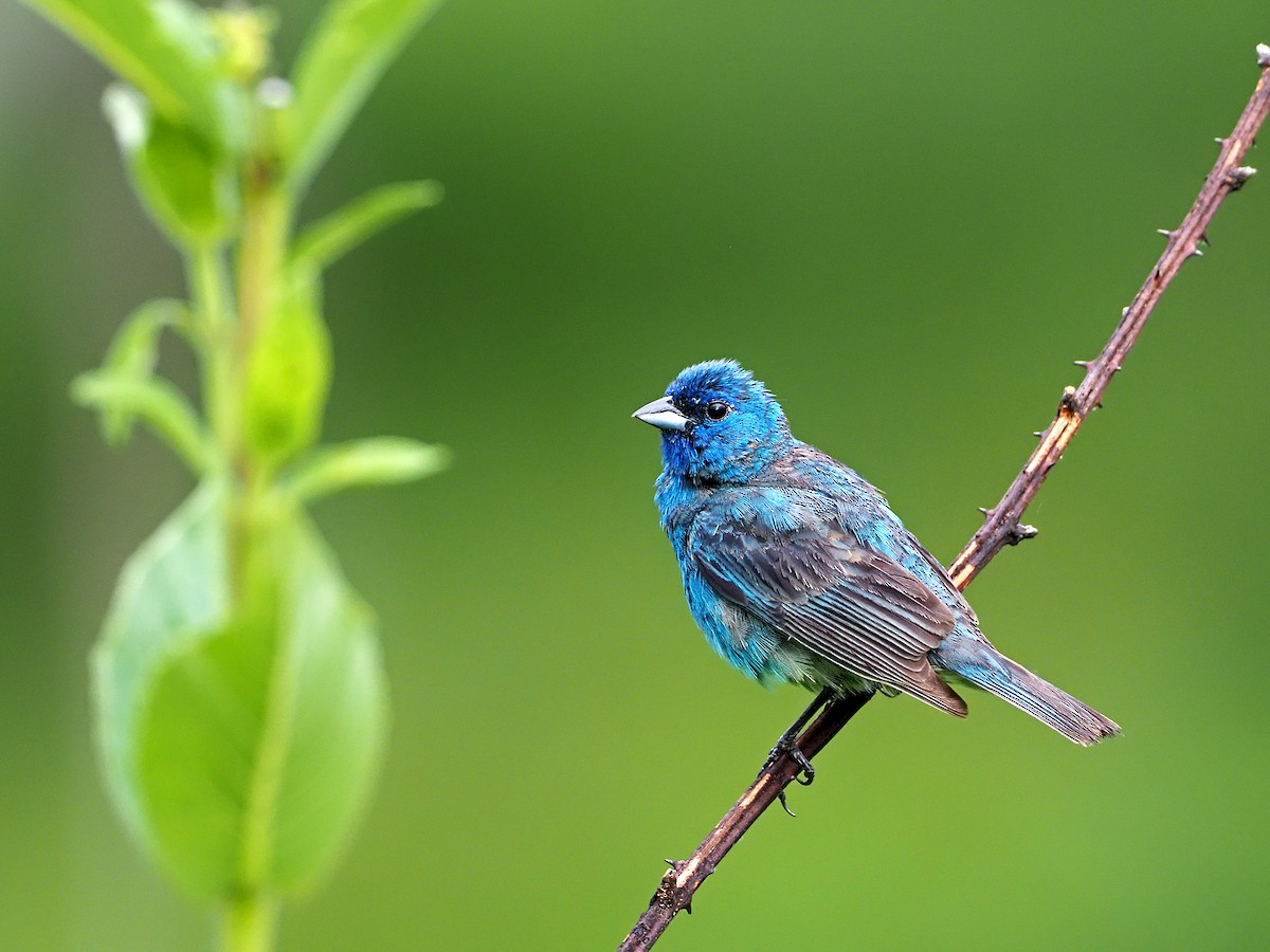 Passerin indigo - ML353965511