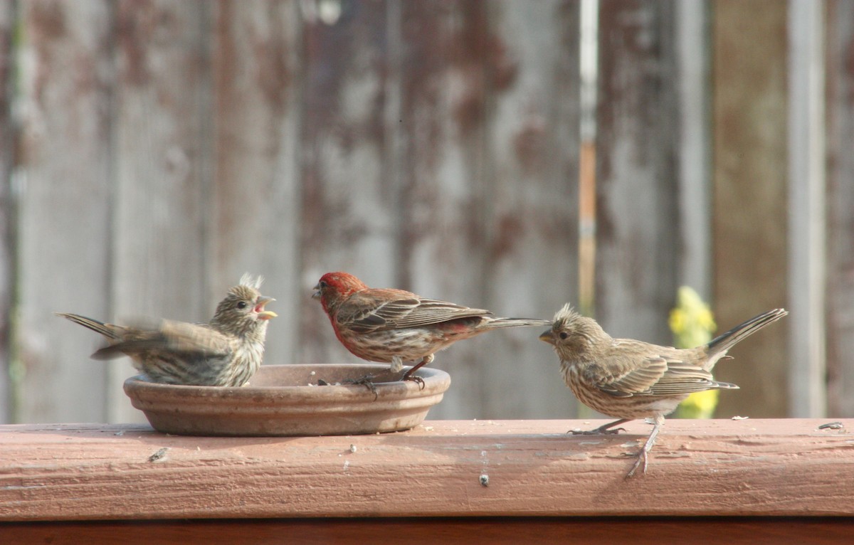 House Finch - ML353966151