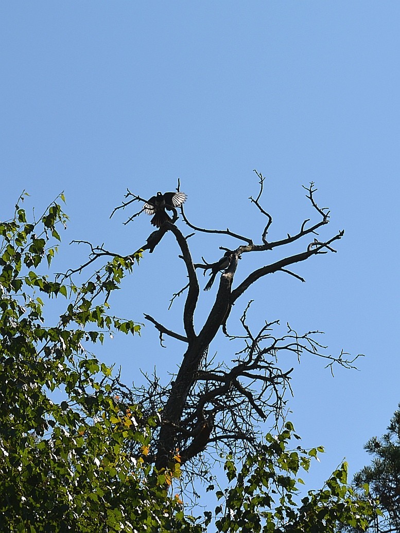 Eurasian Magpie - Таисия Воронова
