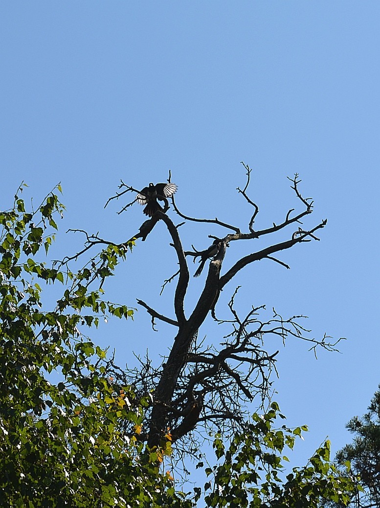 Eurasian Magpie - ML353966691