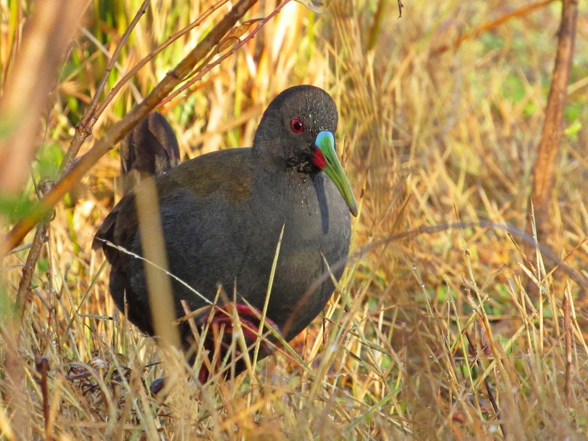 Plumbeous Rail - ML353966981