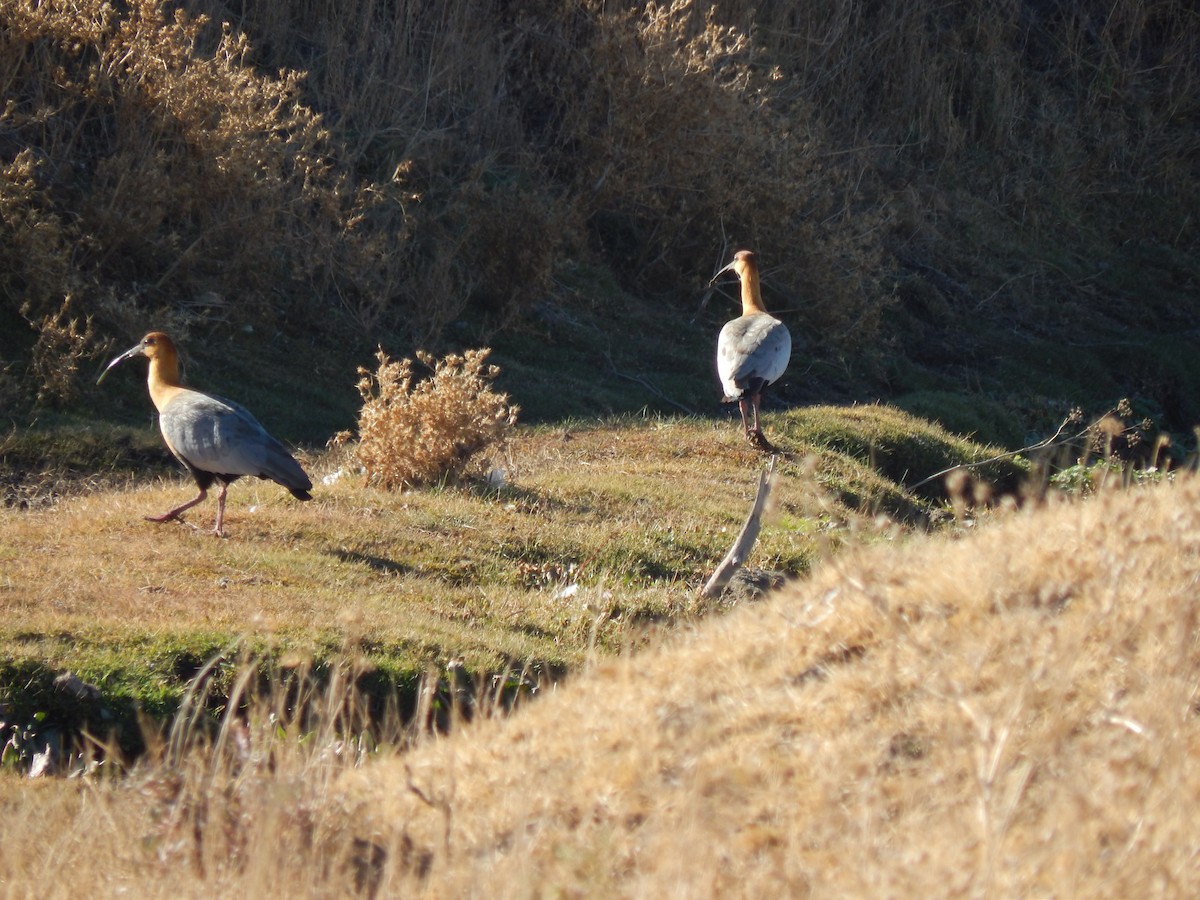 Black-faced Ibis - ML353968801