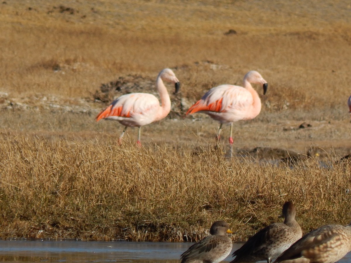 Chilean Flamingo - ML353969741