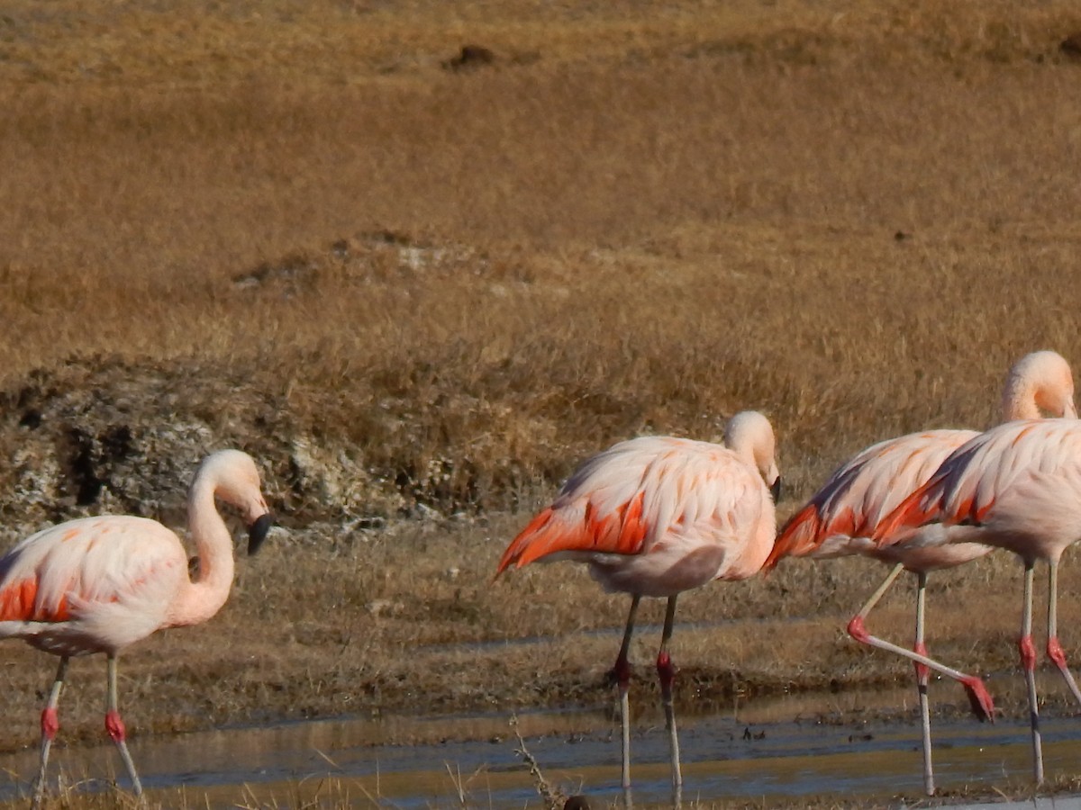 Chilean Flamingo - ML353969761