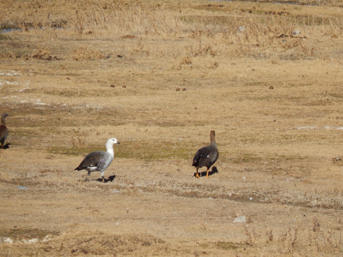 Upland Goose - Delfina Balsamo