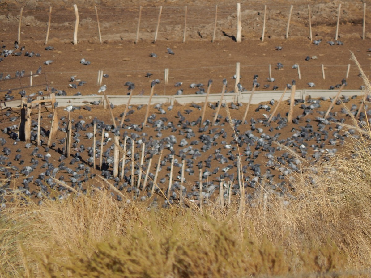 Rock Pigeon (Feral Pigeon) - ML353970501