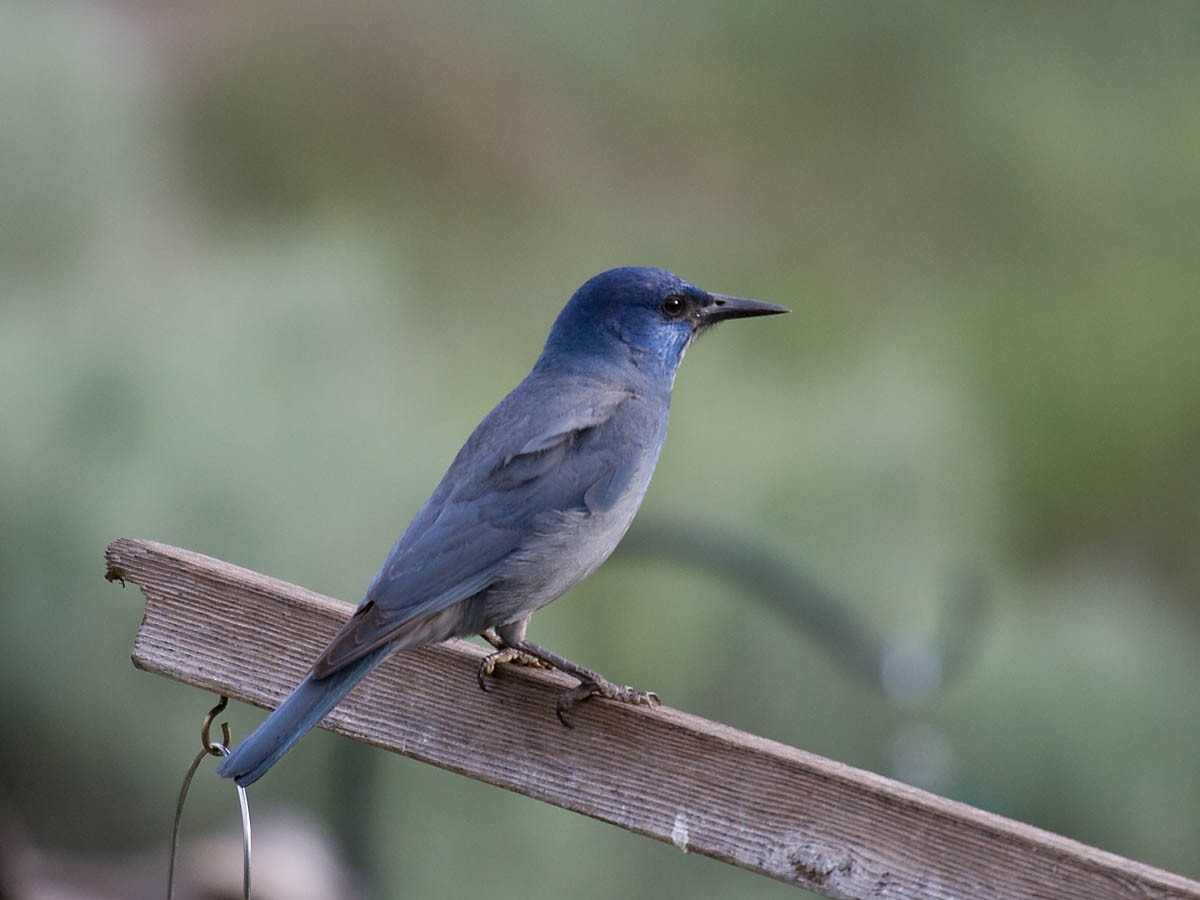 Pinyon Jay - Greg Gillson
