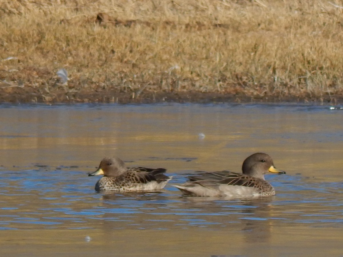 Yellow-billed Teal - ML353970901