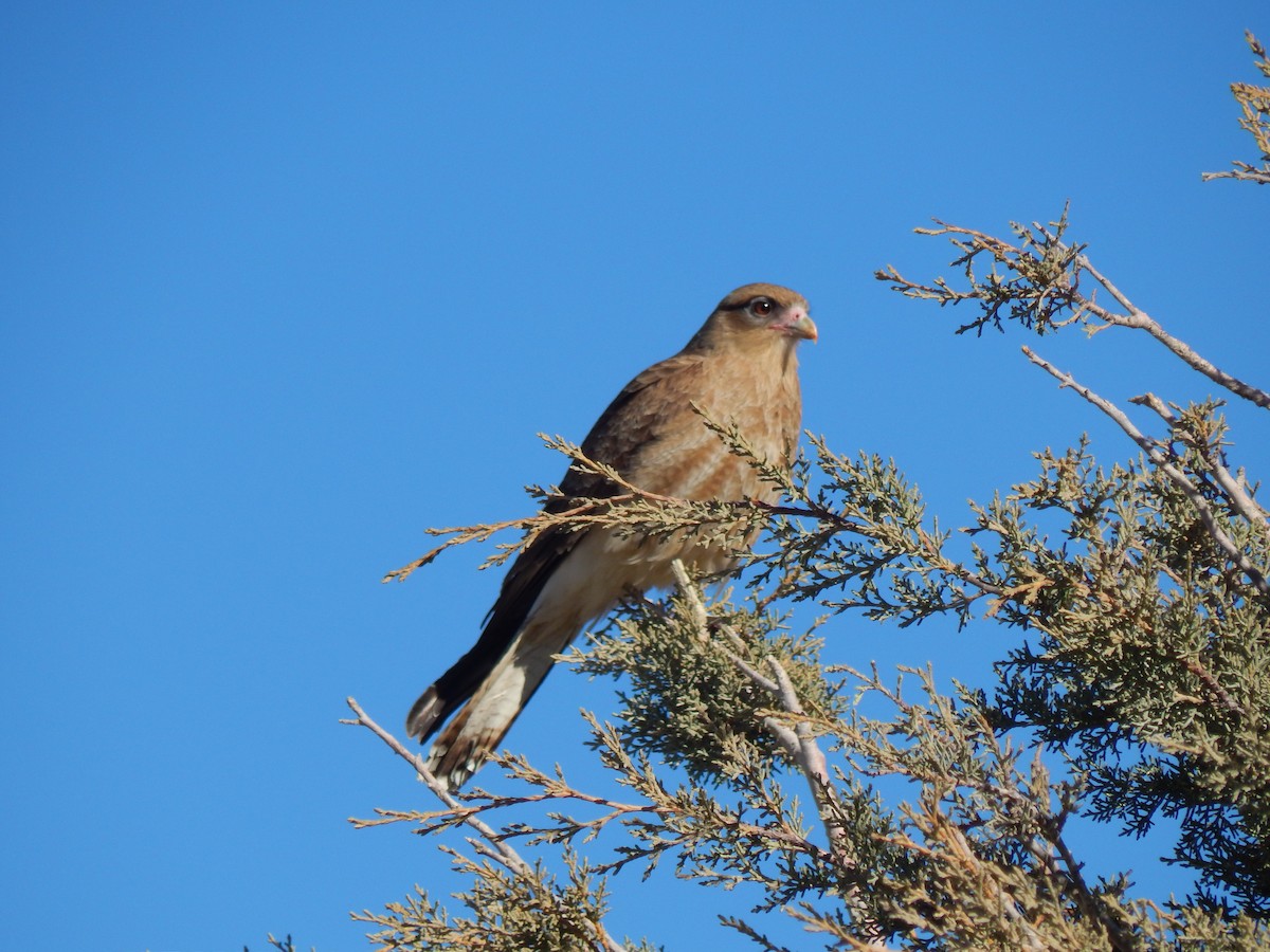 Chimango Caracara - ML353971071