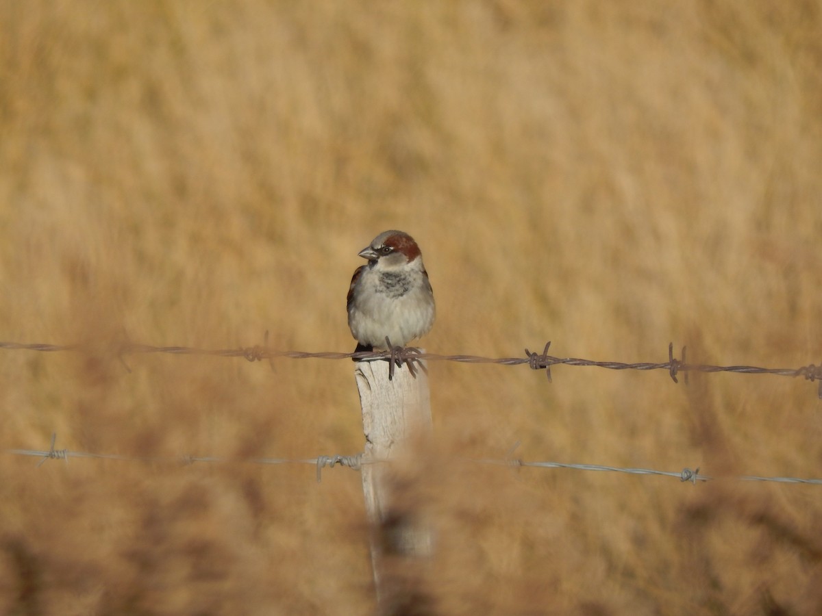 House Sparrow - ML353971141