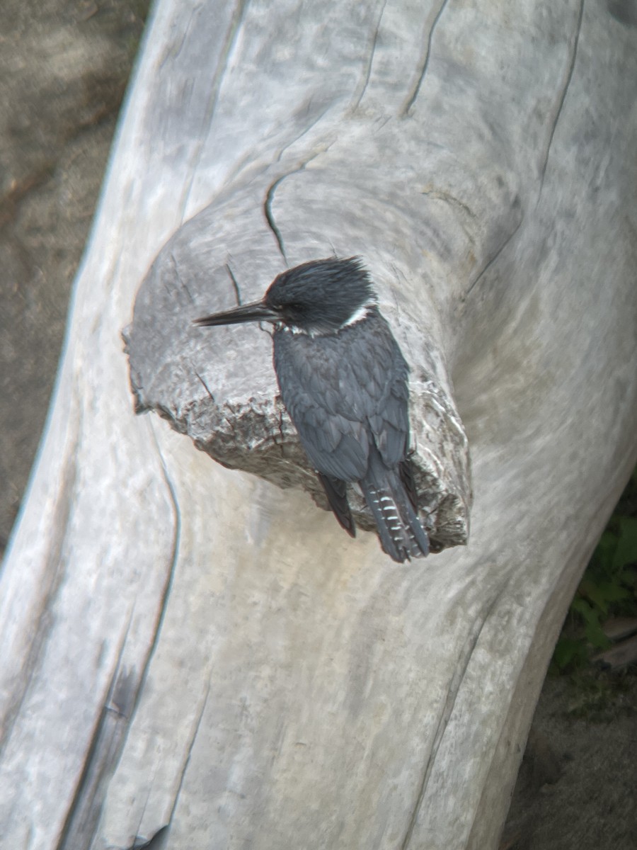 Belted Kingfisher - ML353971931