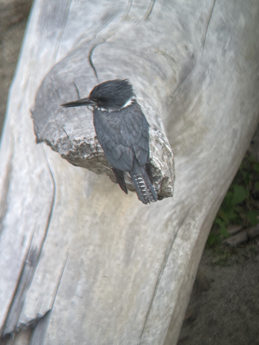 Belted Kingfisher - ML353971951