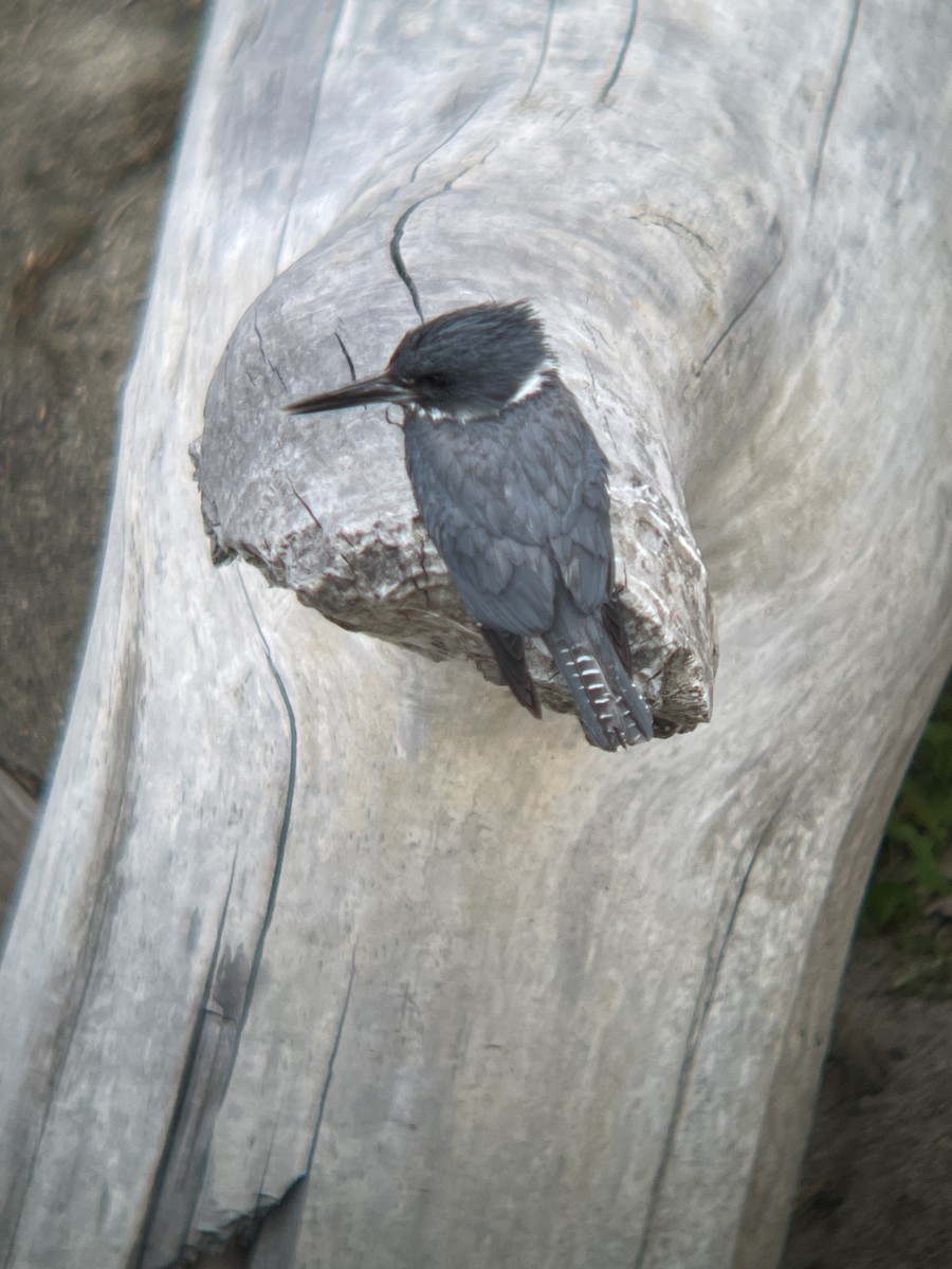 Belted Kingfisher - Alex Phelps