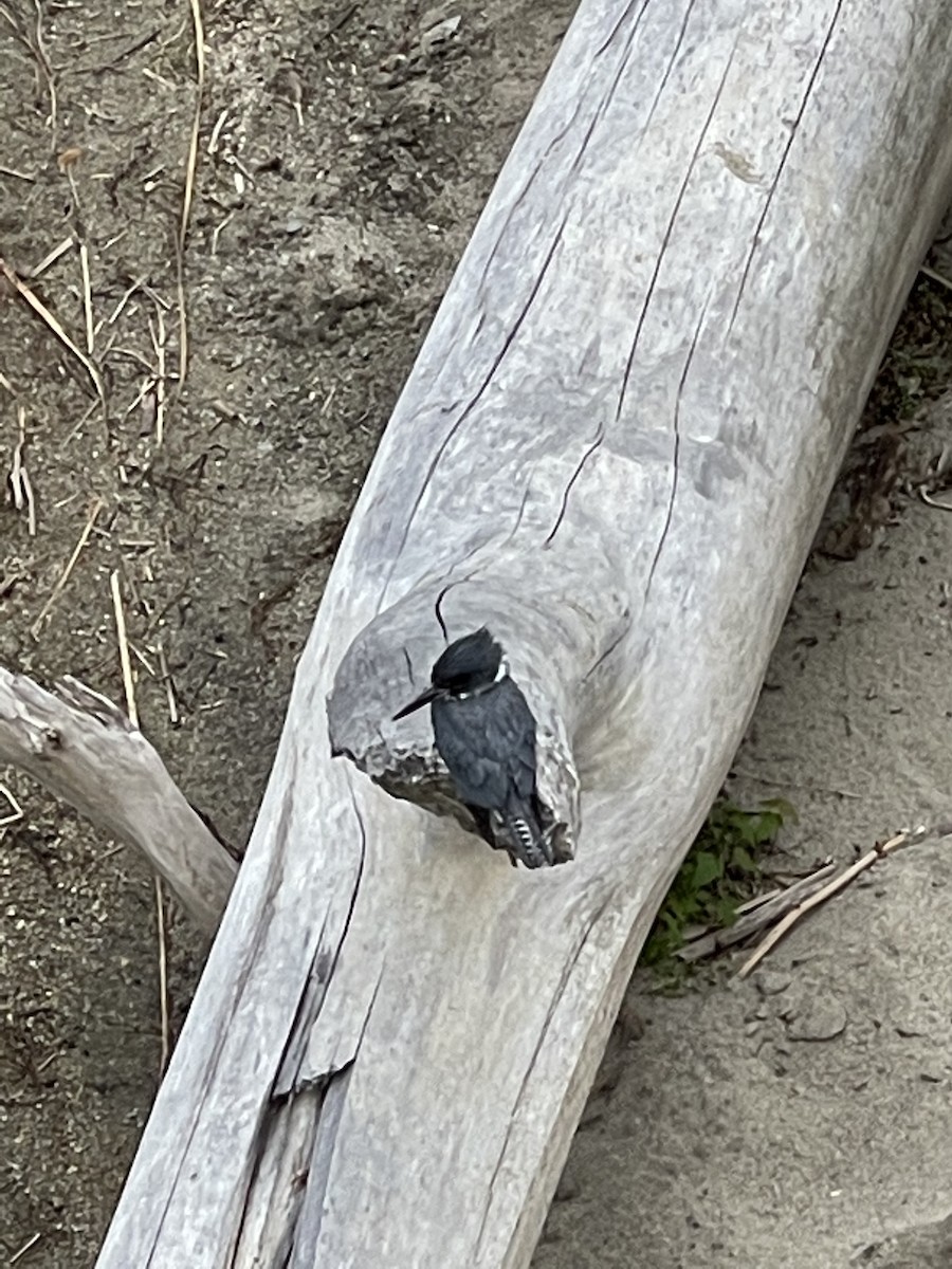 Belted Kingfisher - ML353971971