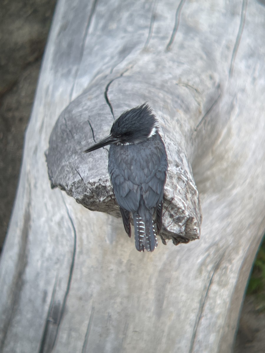 Belted Kingfisher - ML353971981