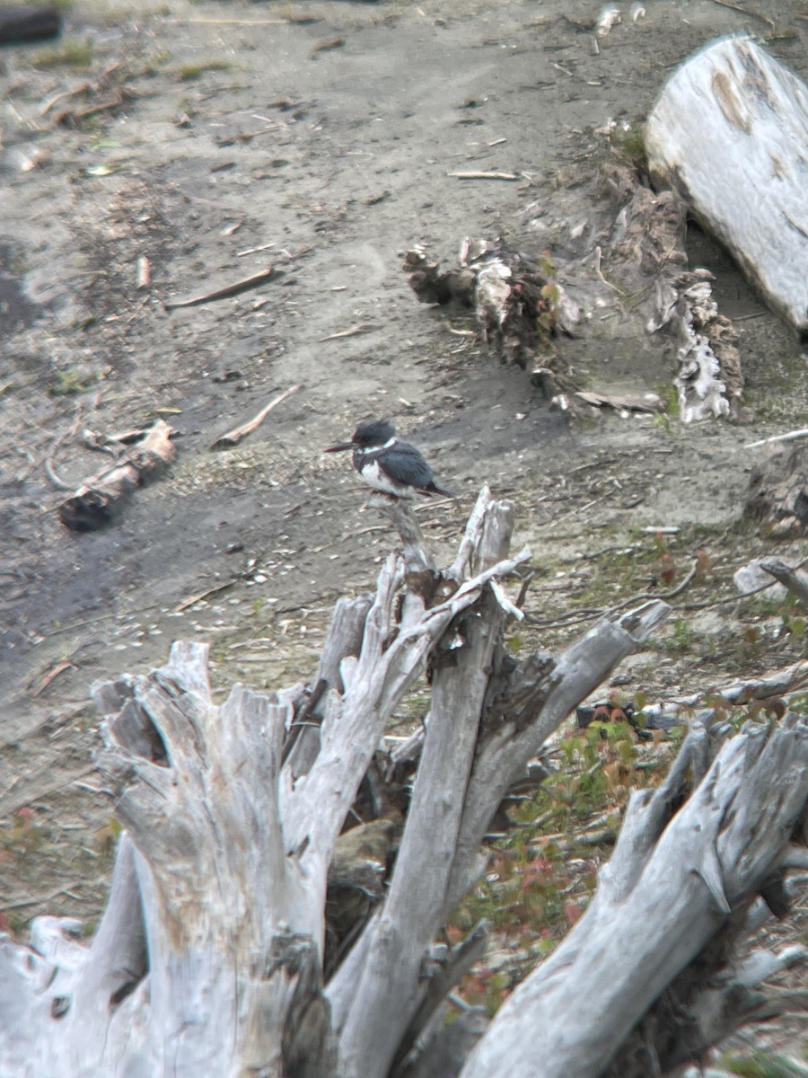 Belted Kingfisher - ML353972001