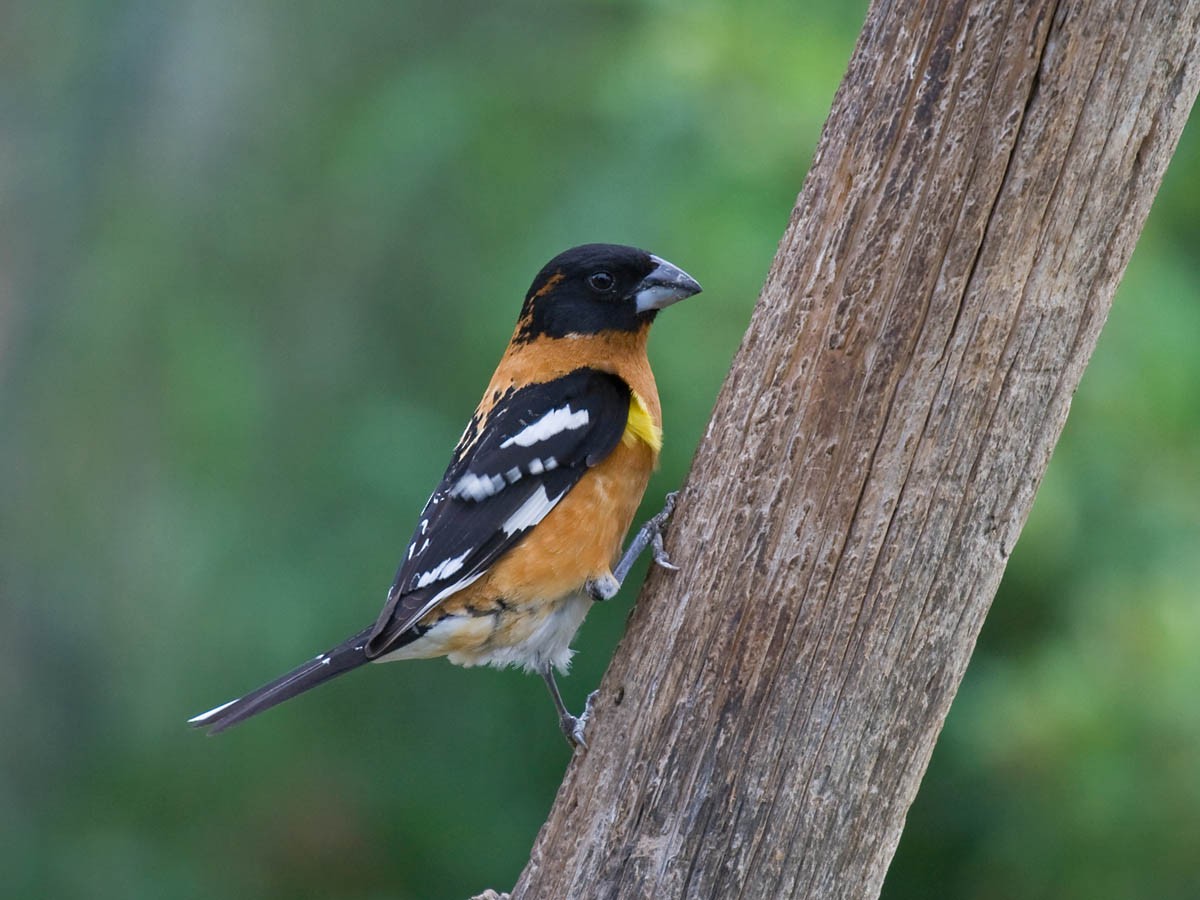 Black-headed Grosbeak - Greg Gillson