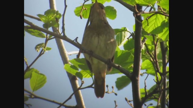 Thrush Nightingale - ML353974181