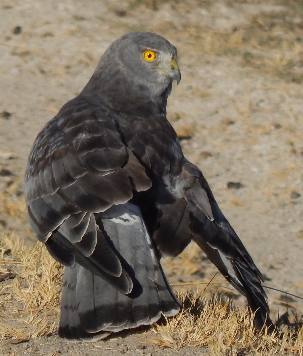 Cinereous Harrier - ML353974251