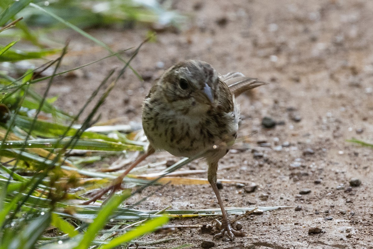 Song Sparrow - ML353974441