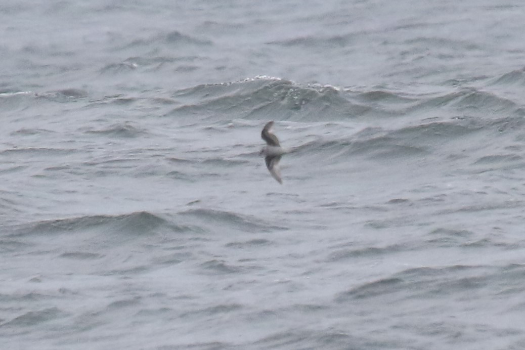 Fork-tailed Storm-Petrel - ML353976511