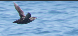 Marbled Murrelet - ML353977871