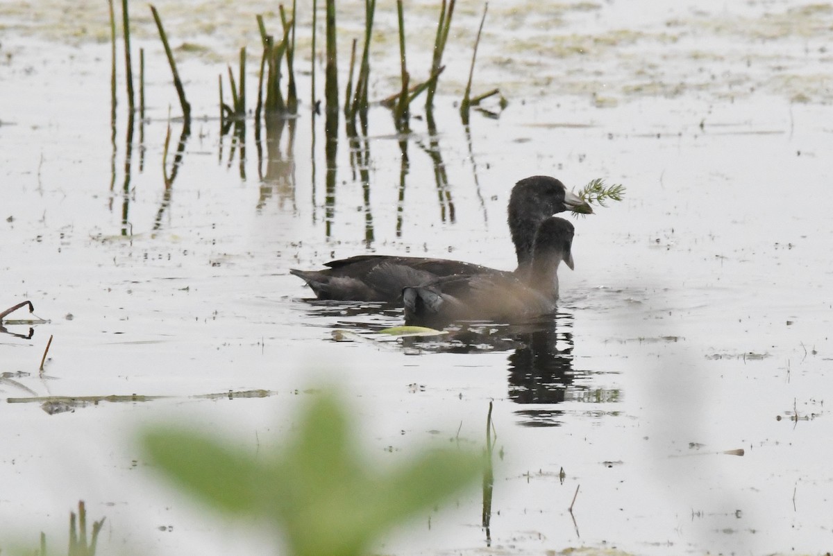 American Coot - ML353979991