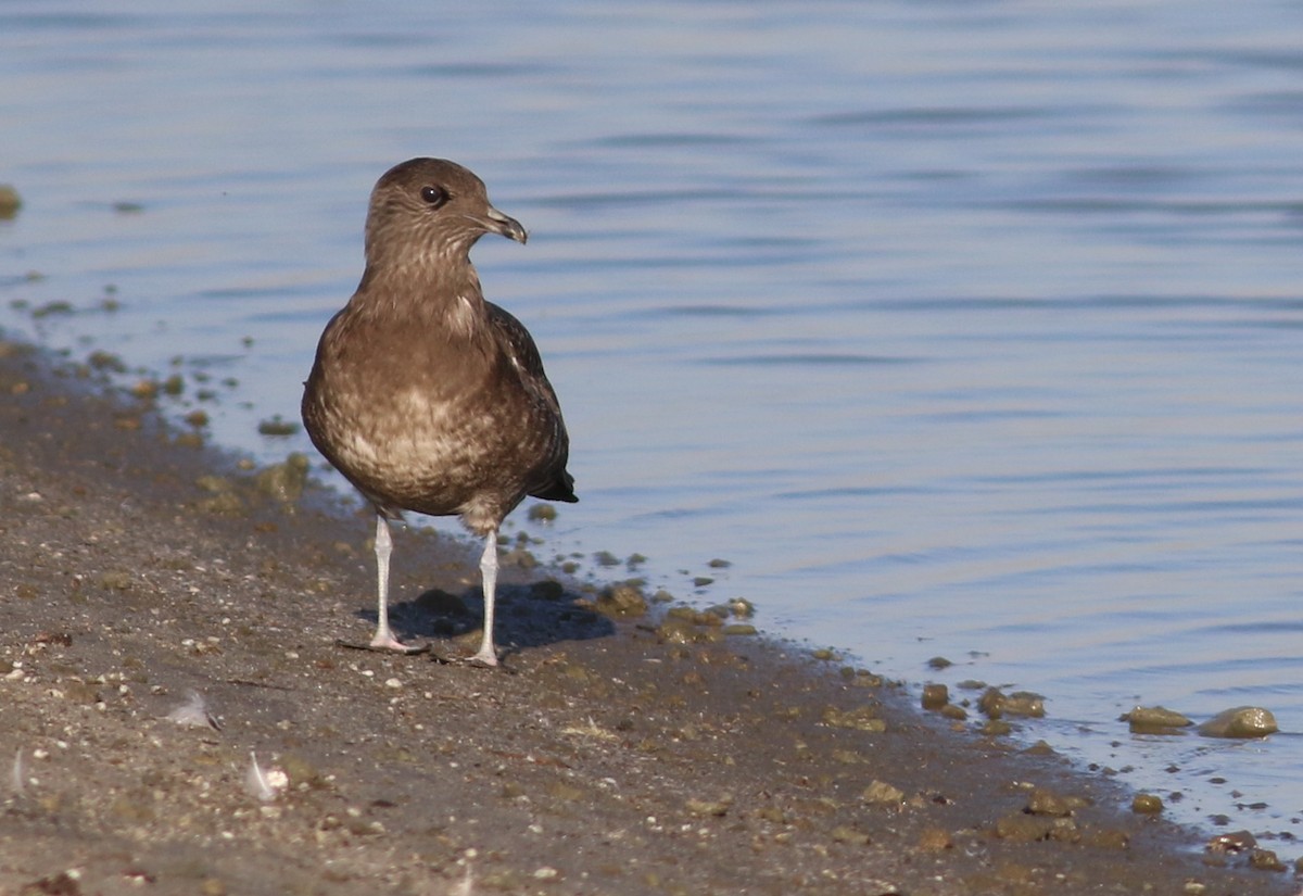 Long-tailed Jaeger - Hendrik Swanepoel