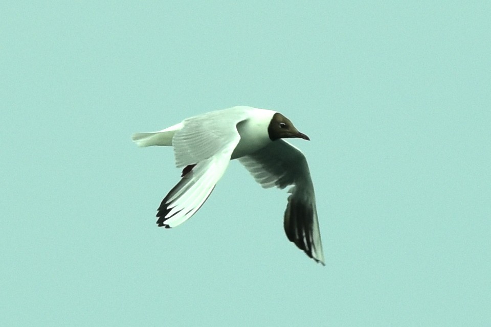 Black-headed Gull - ML353980451