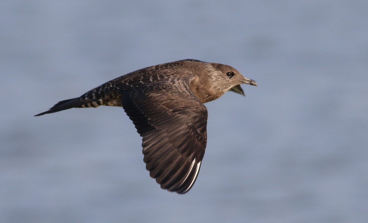 Long-tailed Jaeger - Hendrik Swanepoel