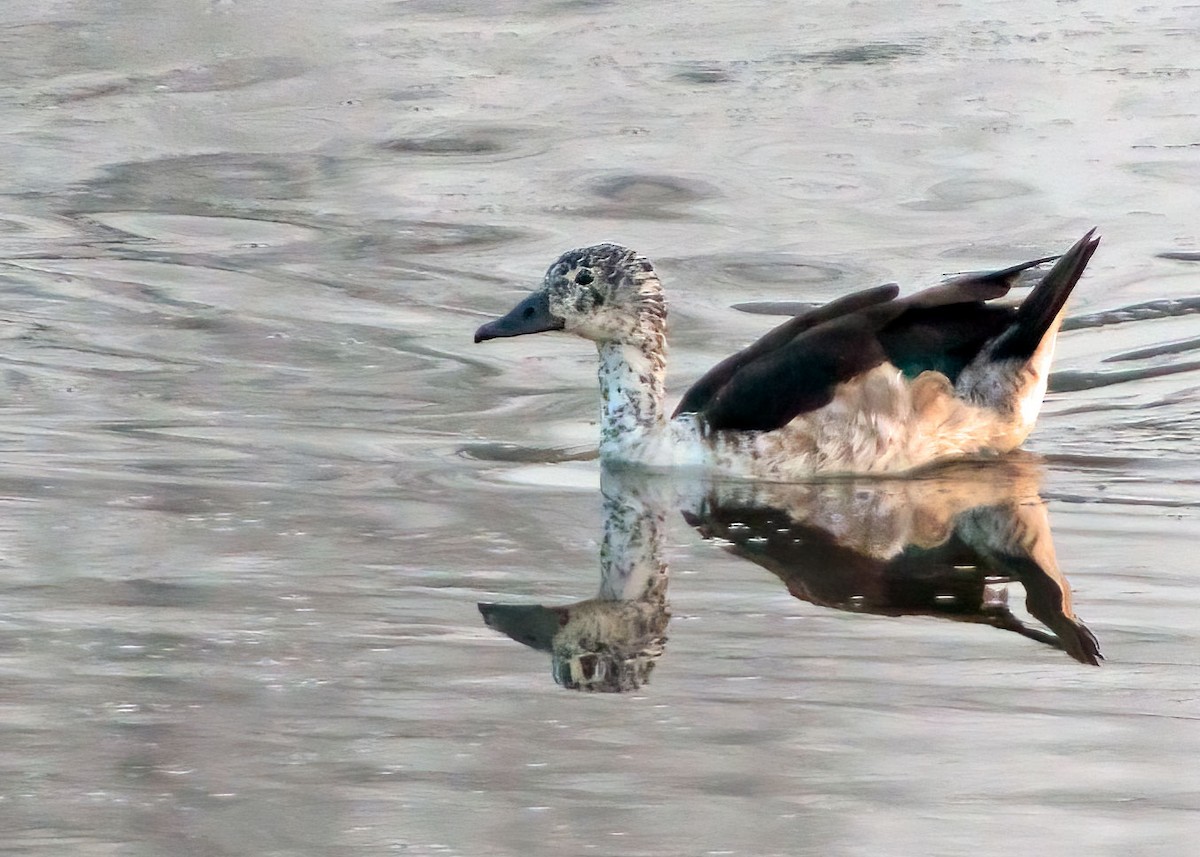 Knob-billed Duck - Sue&Gary Milks