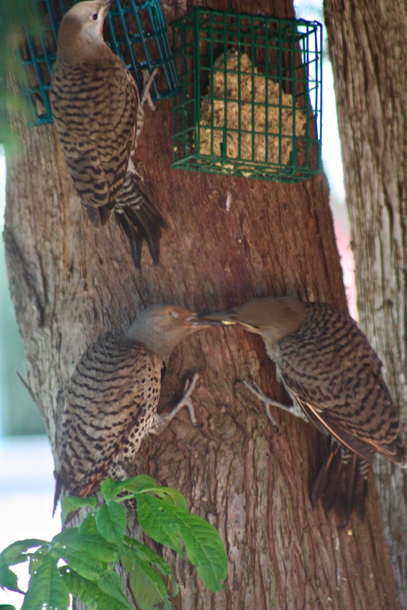 Northern Flicker - Terrylee Harrington