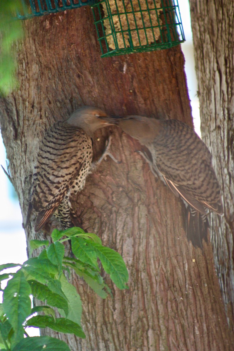 Northern Flicker - Terrylee Harrington