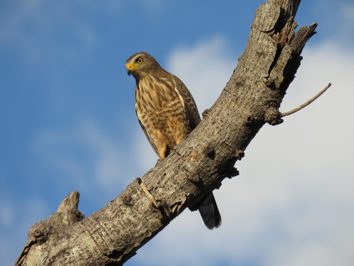 Roadside Hawk - John van Dort