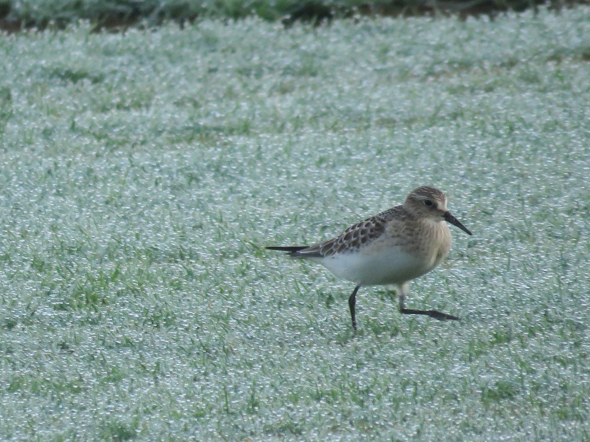 Baird's Sandpiper - ML35398531