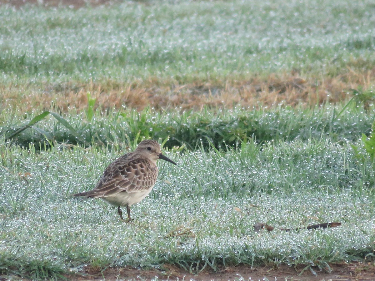 Baird's Sandpiper - ML35398541