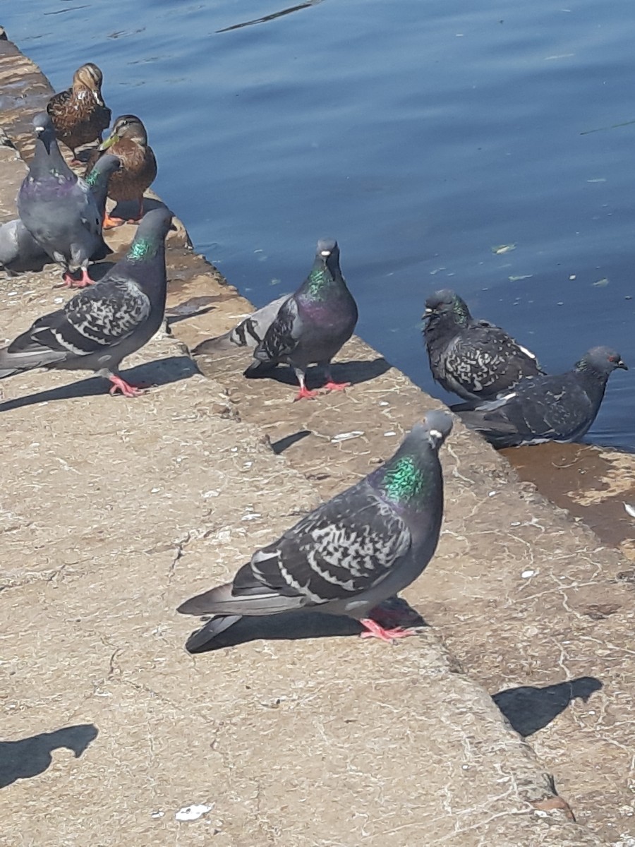 Rock Pigeon - ML353988231