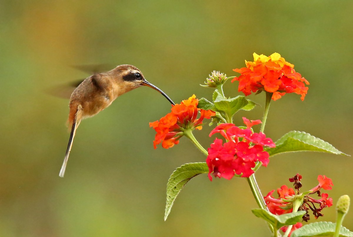 Gray-chinned Hermit - ML35398841