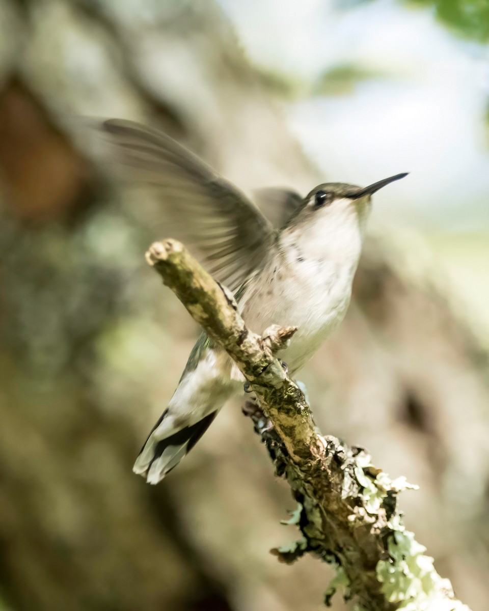 Ruby-throated Hummingbird - ML353988831