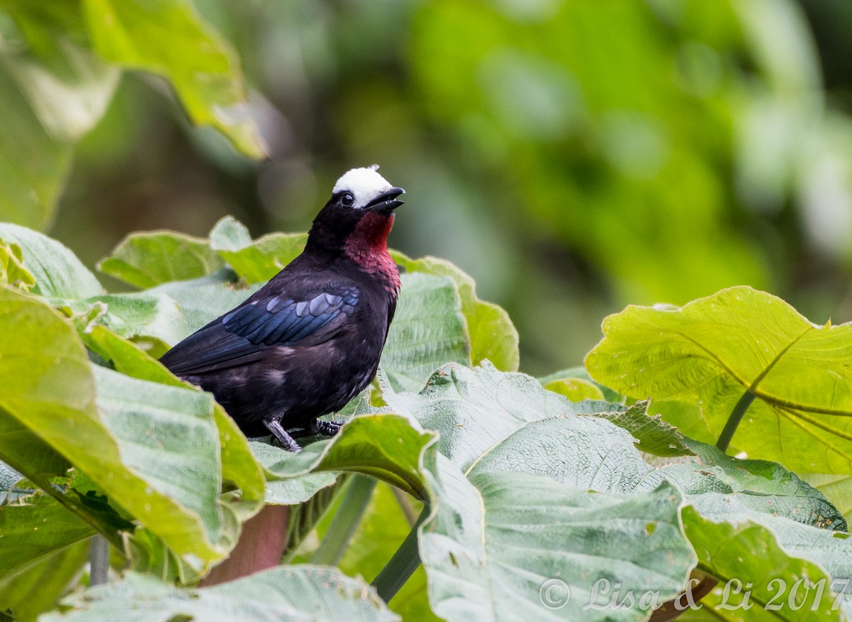White-capped Tanager - ML353989011