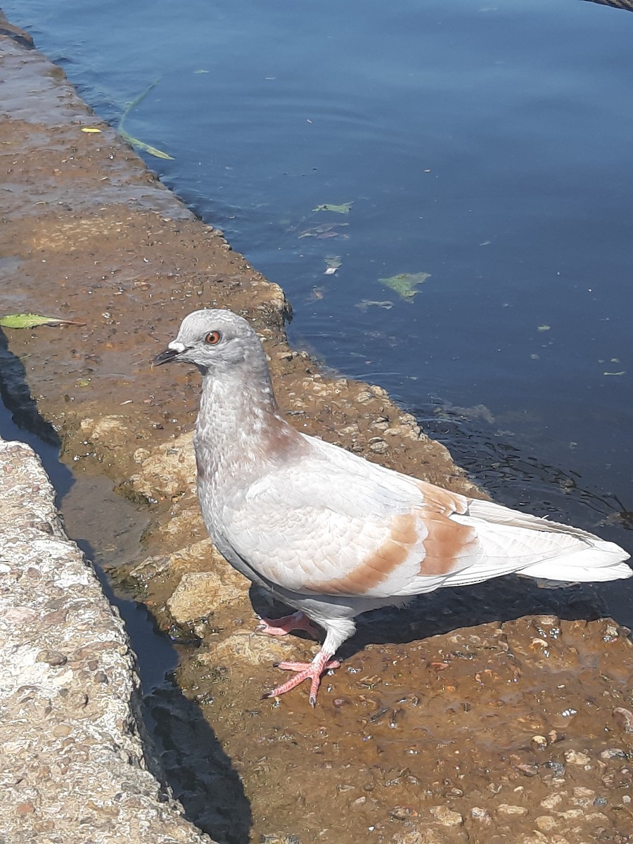 Rock Pigeon - ML353989701