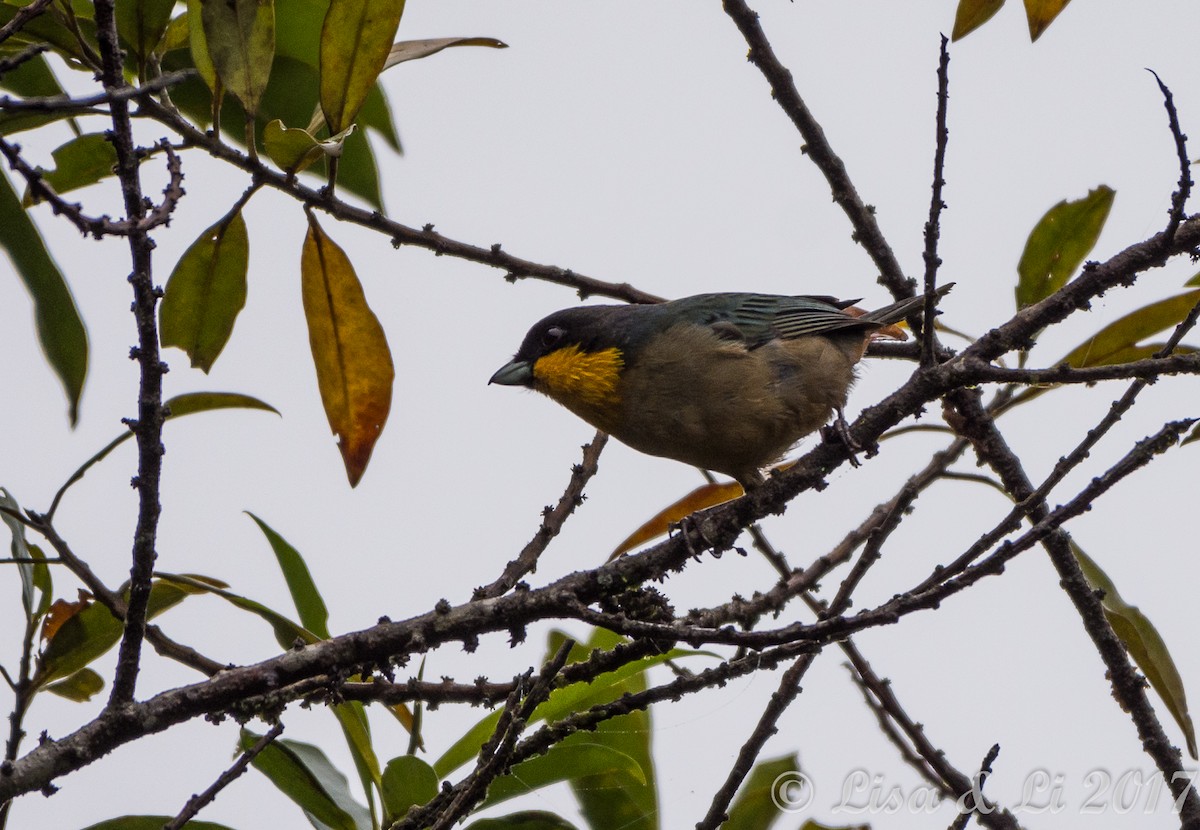 Yellow-throated Tanager - ML353990041