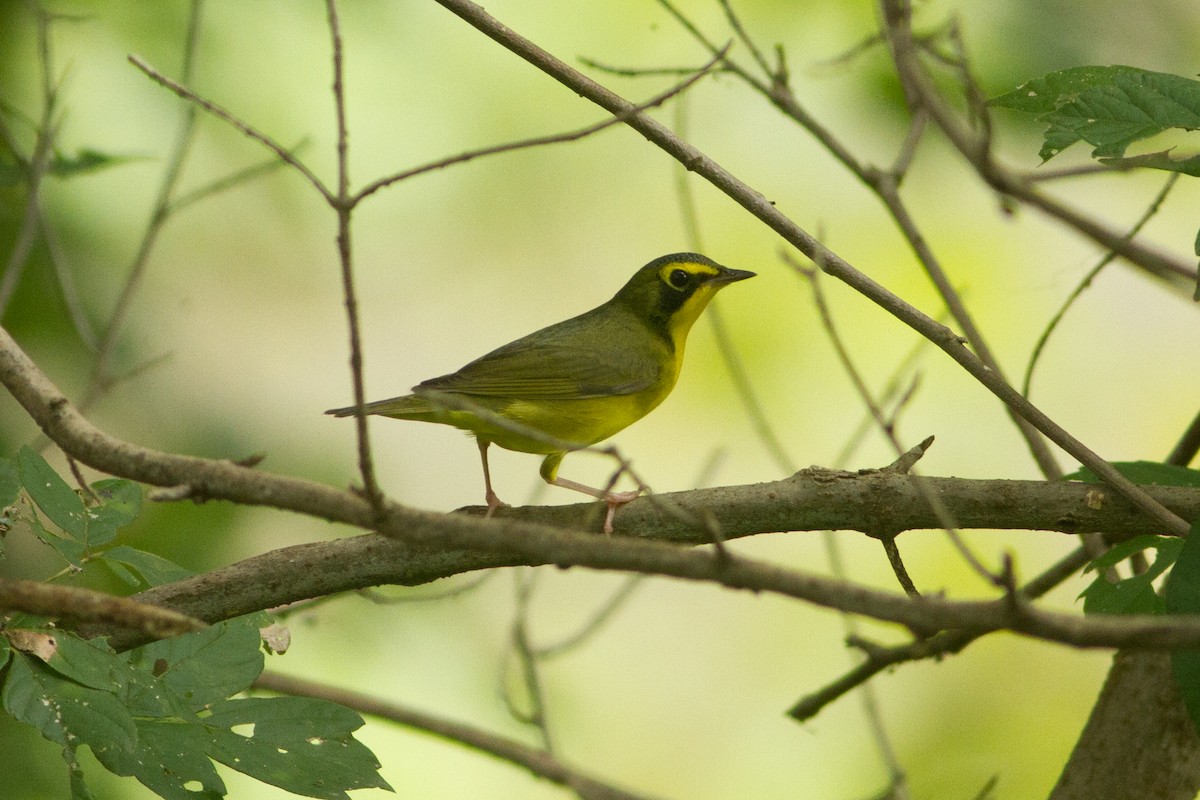 Kentucky Warbler - ML35399151