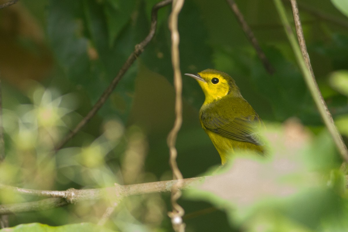 Hooded Warbler - ML35399161