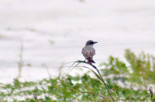 Gray Kingbird - ML353992371