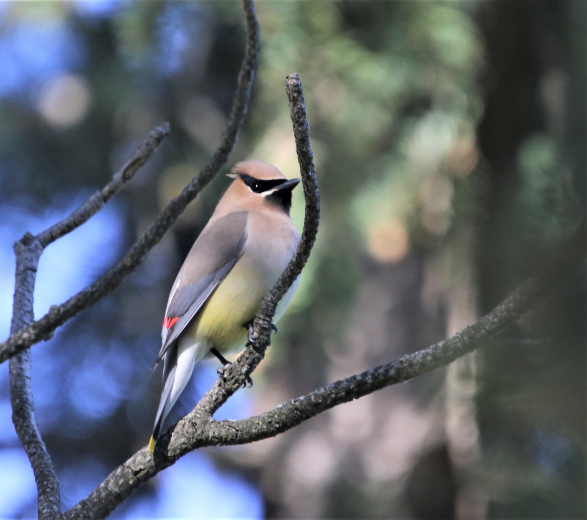 Cedar Waxwing - ML353993291