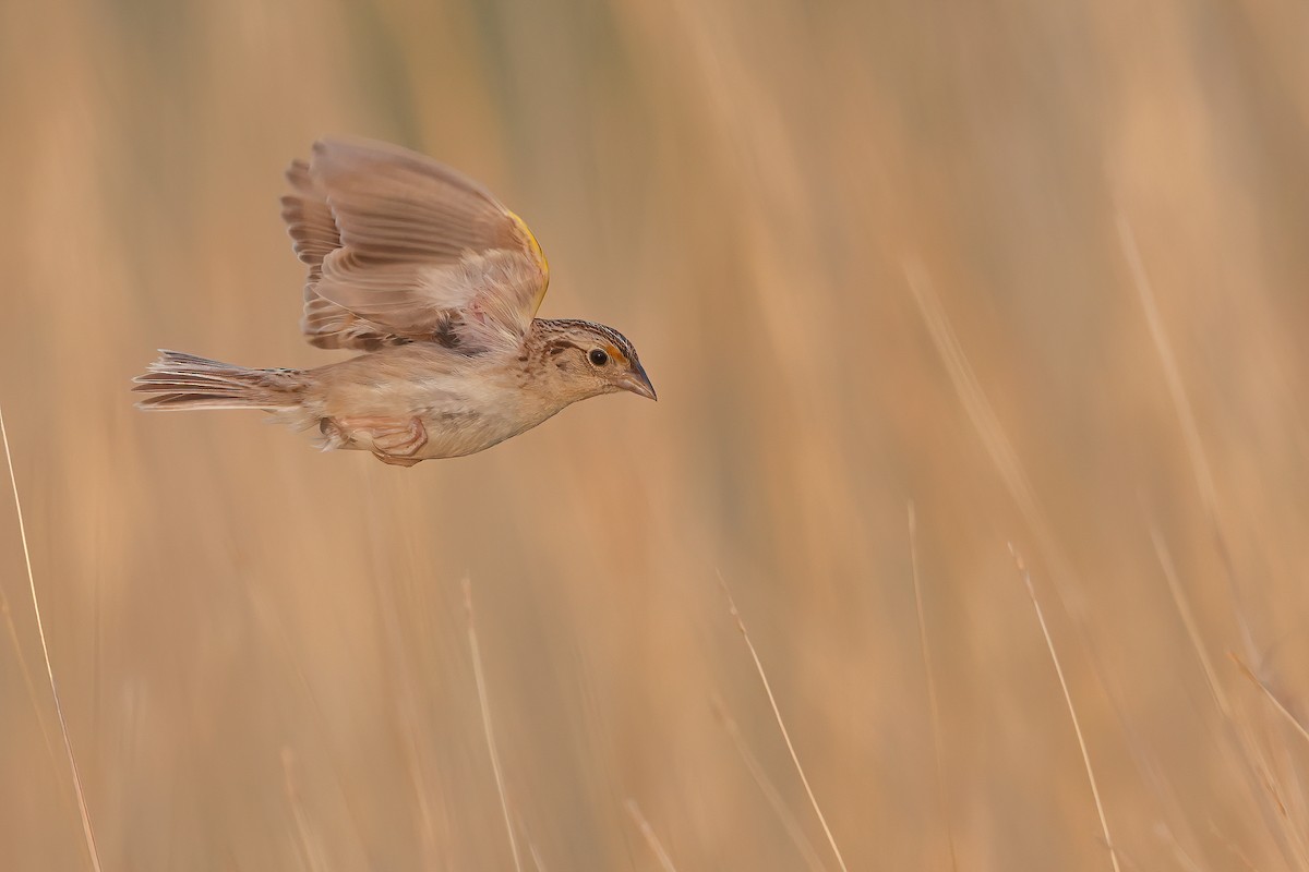 Grasshopper Sparrow - Matt Misewicz