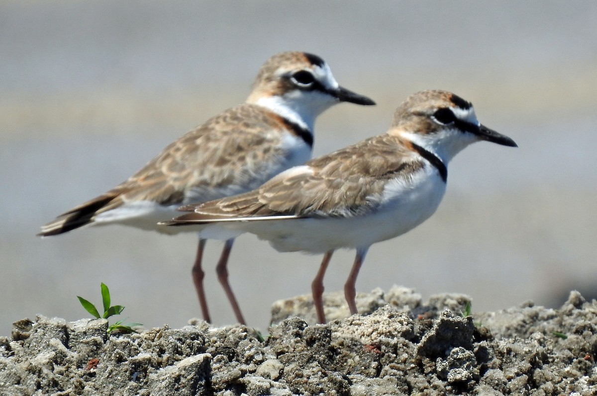 Collared Plover - Danilo Moreno