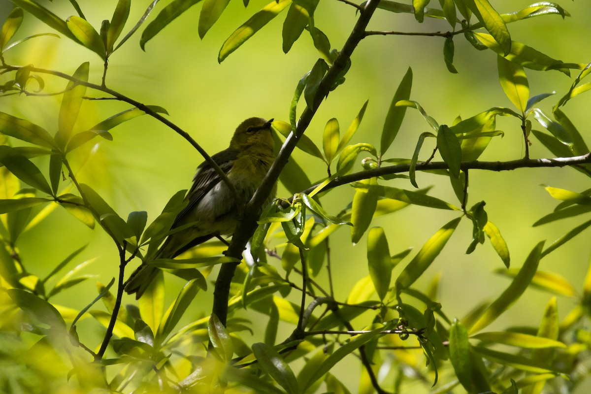 Pine Warbler - Alex Lamoreaux