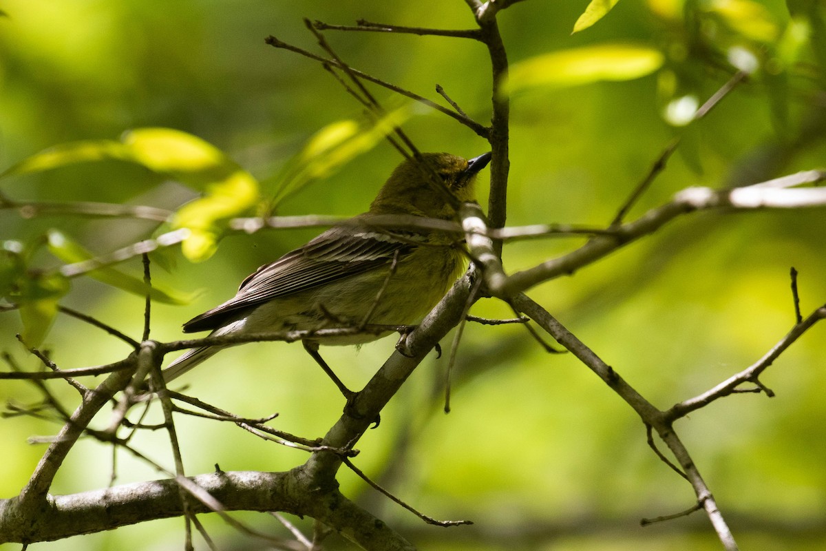 Pine Warbler - Alex Lamoreaux